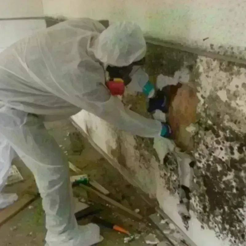 Mold Remediation and Removal in Moffat County, CO